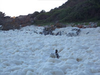 Otter Trail Foam