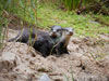 Otter Trail Hiking