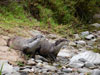 Otter Trail Hiking